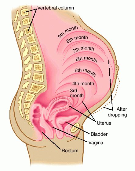 lithium and being pregnant