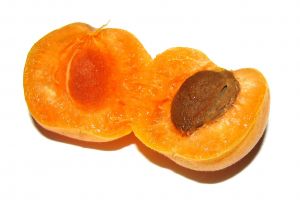 apricot seeds prvents cancer