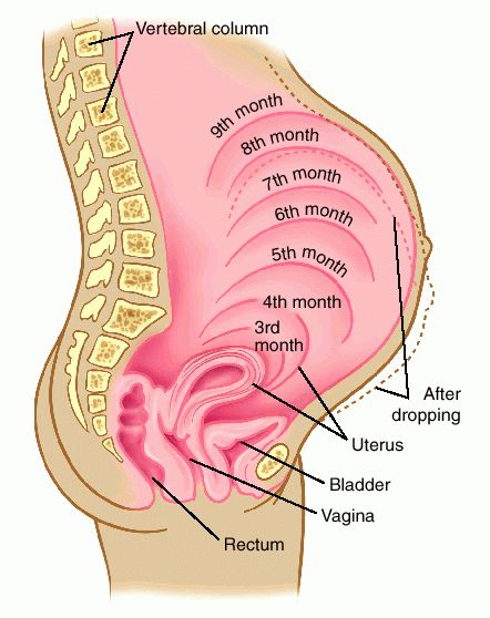 uterine pregnancy